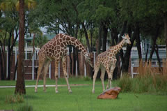 Disney's Animal Kingdom Lodge