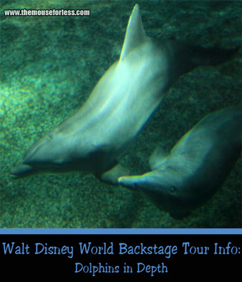 Dolphins in Depth Tour at Epcot
