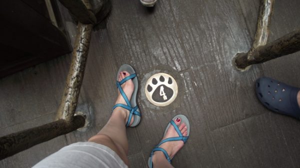 chacos at disney world