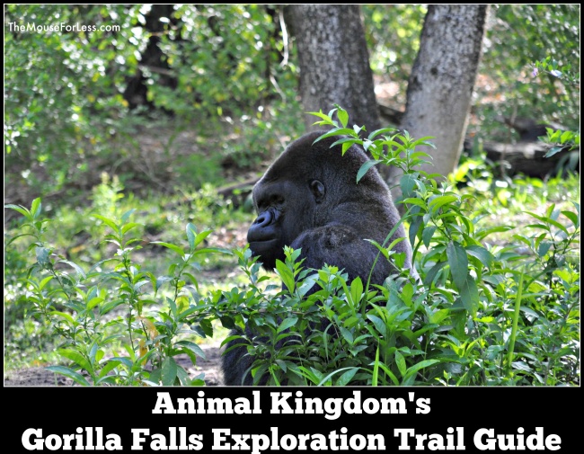 Gorilla Falls Exploration Trail