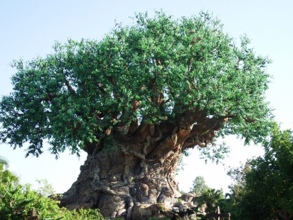 The Tree of Life - Educational Activities at Disney's Animal Kingdom 