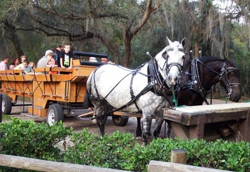 Carriage Rides