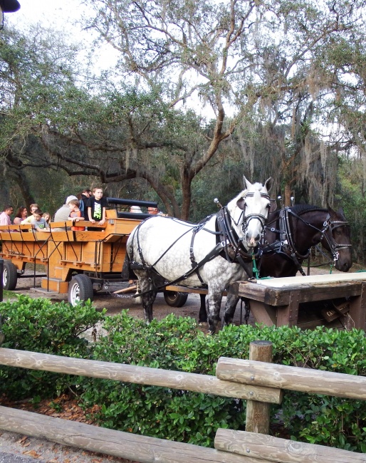 Carriage Rides, Wagon Rides, Sleigh Rides at Walt Disney World