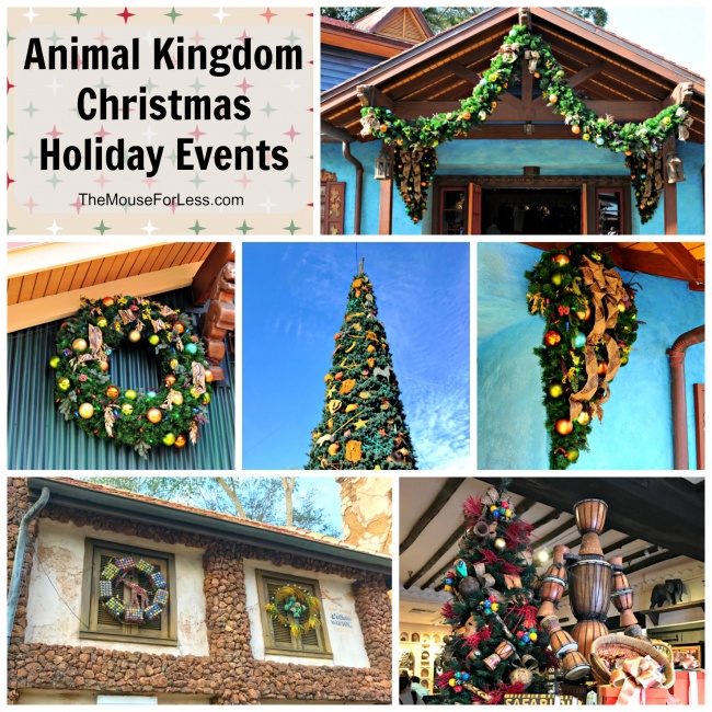 Photo Report Disney S Animal Kingdom 11 3 2021 Holiday Decor Spreads Across The Park New Limited Edition Pins Arrive Triceratop Spin Magicband Lands And More Wdw News Today