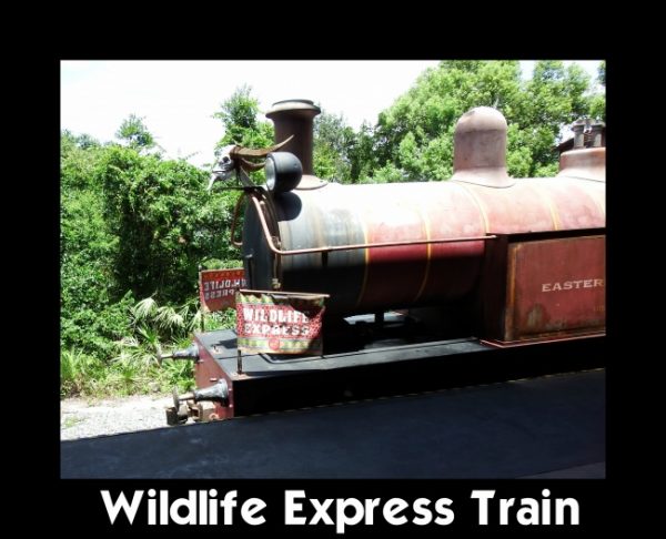 Wildlife Express Train