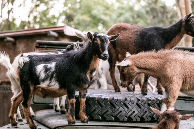 Nigerian Dwarf Goats | Kilimanjaro Safaris