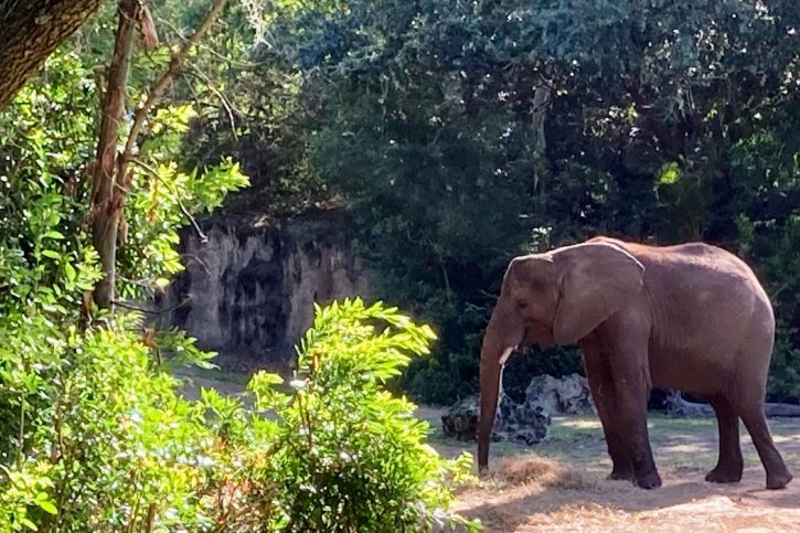 Educational Elephant Observation at Animal Kingdom