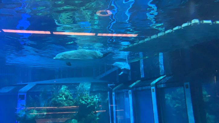 Dolphins EPCOT
