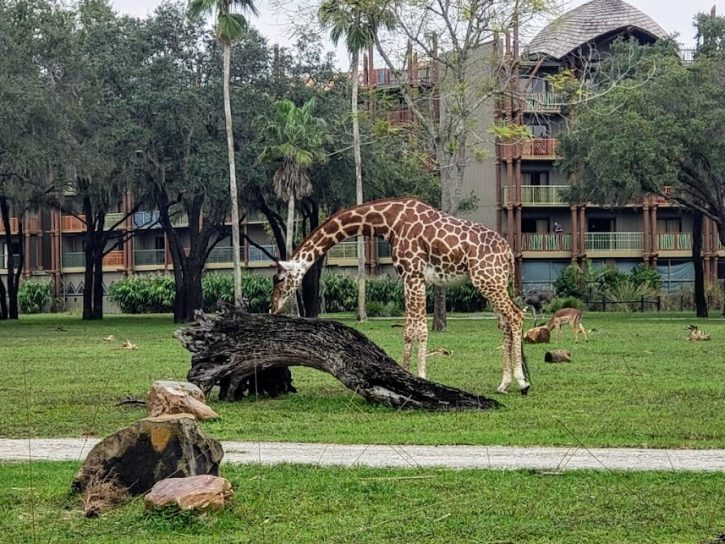 Giraffe Animal Kingdom Lodge