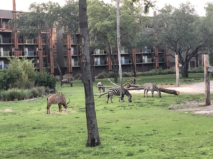 Animal Kingdom Lodge Tours