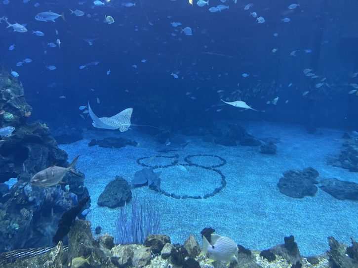 Finding Nemo  | The Seas with Nemo and Friends