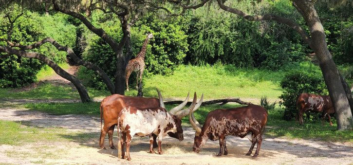 Animal Kingdom