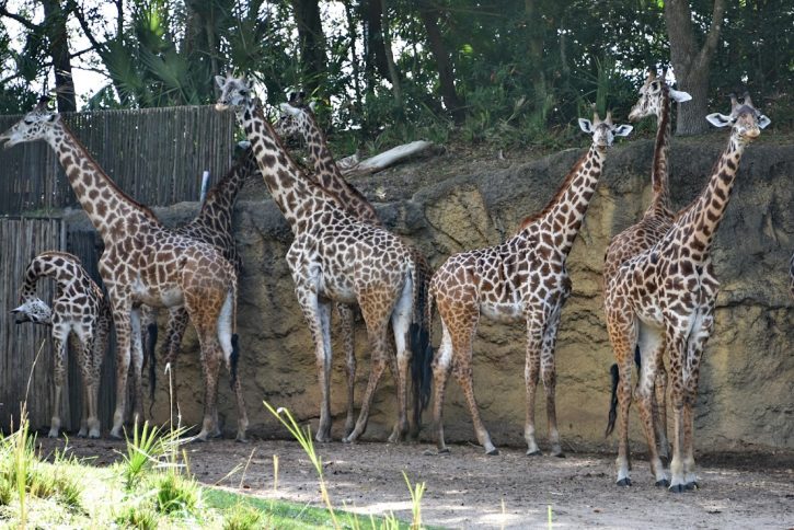 Kilimanjaro Safari