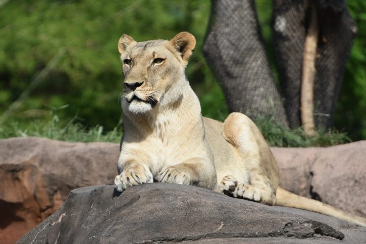 Kilimanjaro Safari