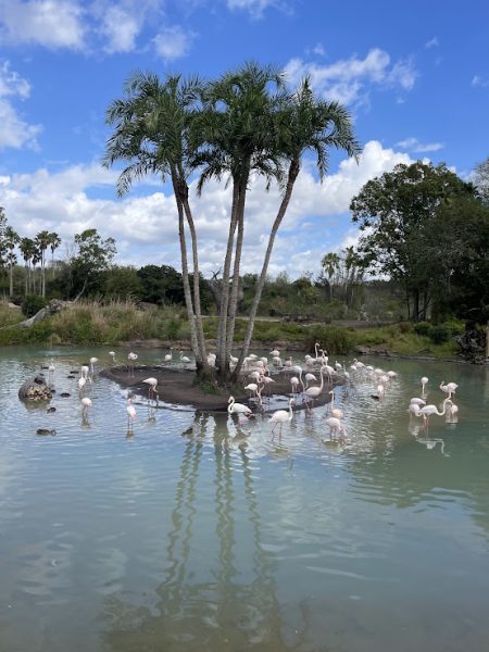 Kilimanjaro Safari