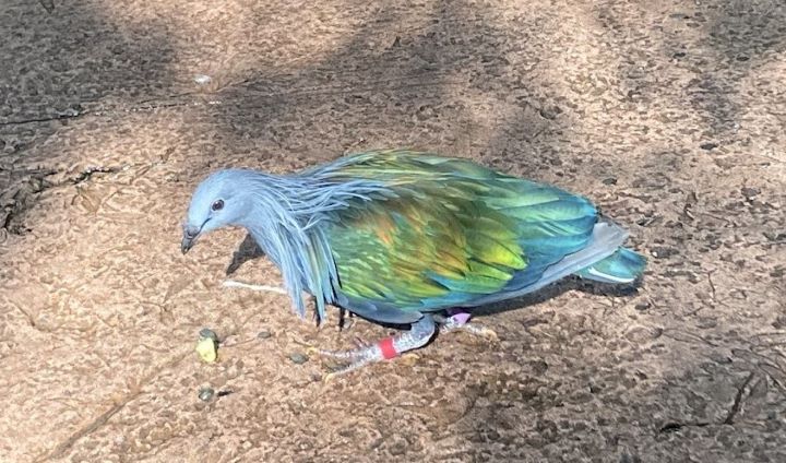 Maharajah Jungle Trek Bird Animal Kingdom
