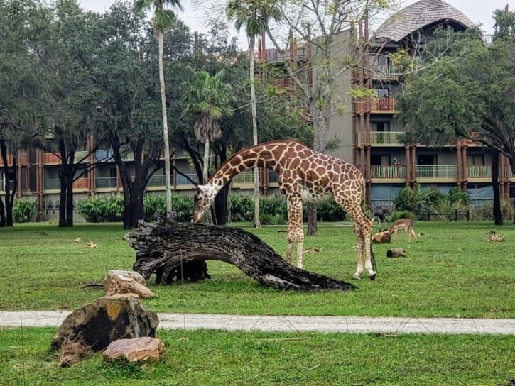 Animal Kingdom Lodge