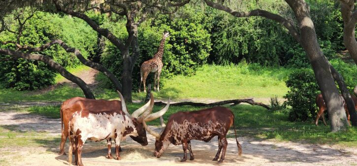 Kilimanjaro Safaris