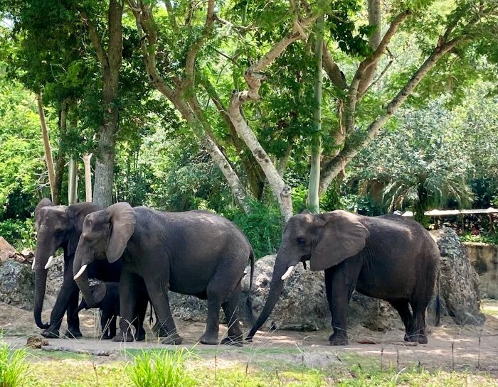 Elephants at Animal Kingdom